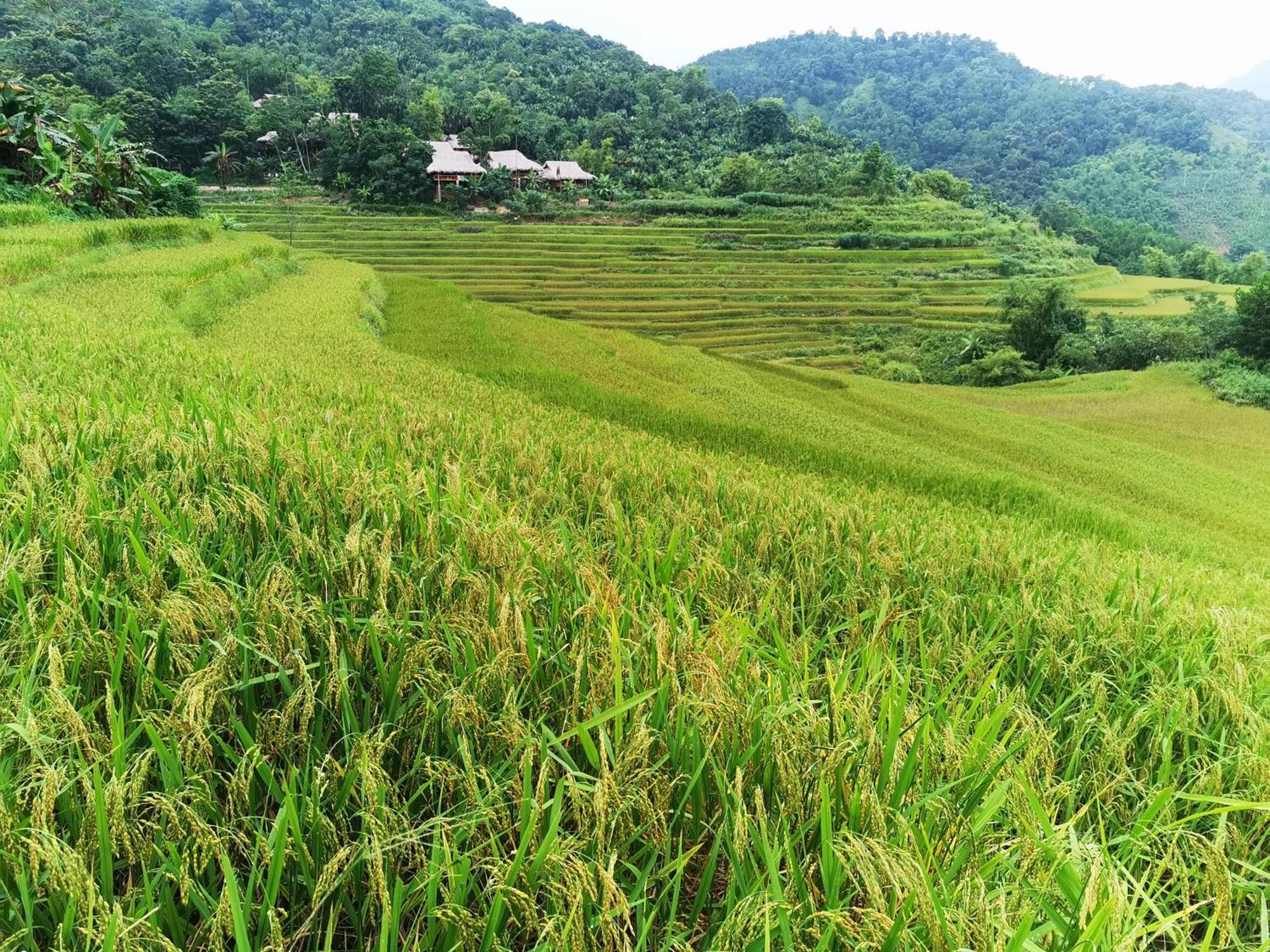 Pu Luong Natura Hotel Quarto foto